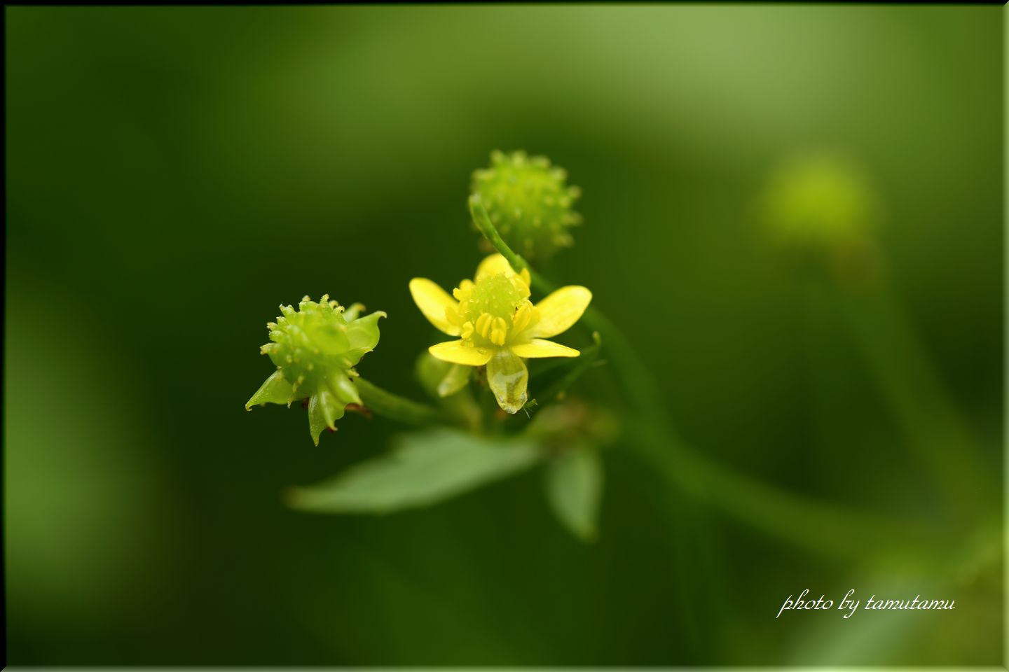 夏の花百景　vol.11_e0351179_2193498.jpg