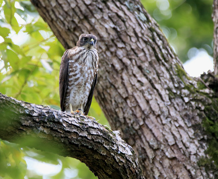 ツミの幼鳥_b0227680_1848846.jpg