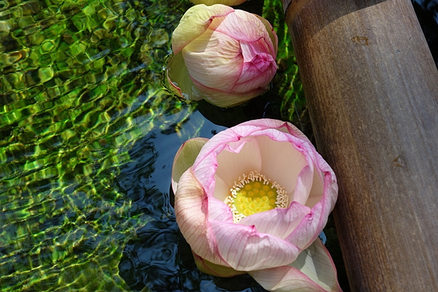 b0018682_9452333.jpg