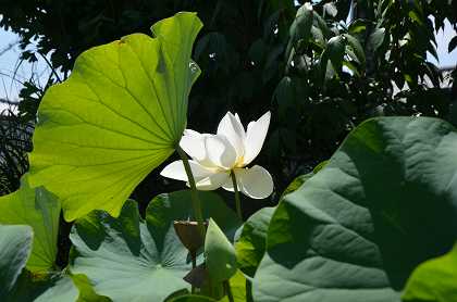 極楽寺　蓮の花_c0229483_23562682.jpg