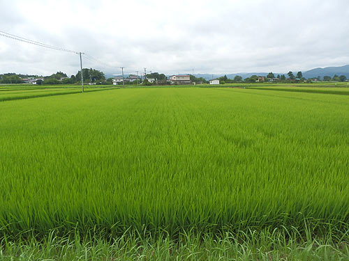 8月3日の田んぼ(上目黒小・枝野小)_d0247484_14114891.jpg