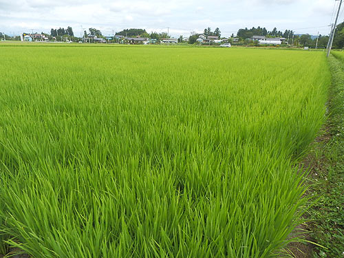 8月3日の田んぼ(上目黒小・枝野小)_d0247484_1474910.jpg
