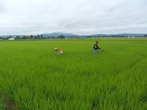 8月3日の田んぼ(上目黒小・枝野小)_d0247484_1542253.jpg