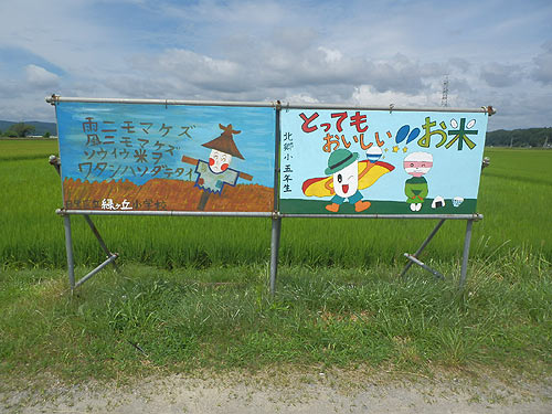 8月3日の田んぼ(緑ヶ丘小・北郷小) _d0247484_17534953.jpg