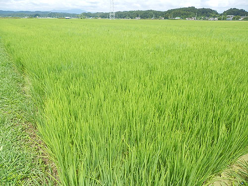 8月3日の田んぼ(緑ヶ丘小・北郷小) _d0247484_17571949.jpg
