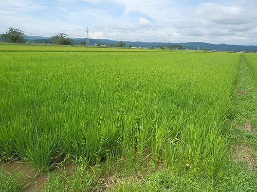 8月3日の田んぼ(緑ヶ丘小・北郷小) _d0247484_18193954.jpg