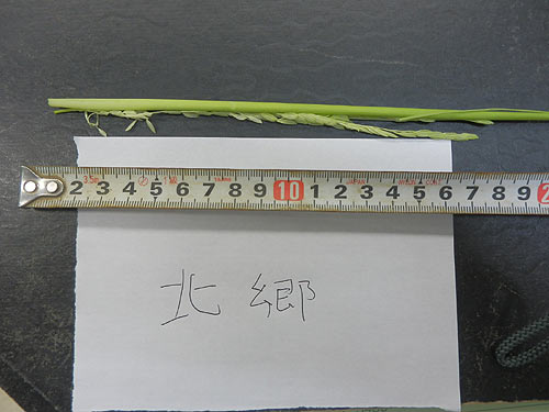 8月3日の田んぼ(緑ヶ丘小・北郷小) _d0247484_19105550.jpg