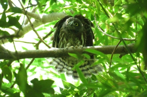 2016年8月7日撮影(ｱｵﾊﾞｽﾞｸ巣立ち雛)その1_e0357387_07044200.jpg