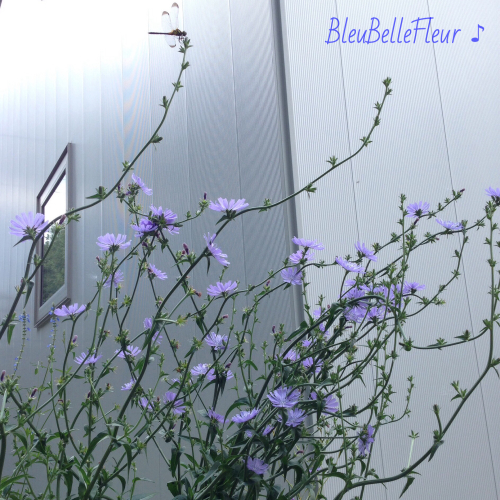 夏に咲くハーブの花 Bleu Belle Fleur ブルーベルフルール