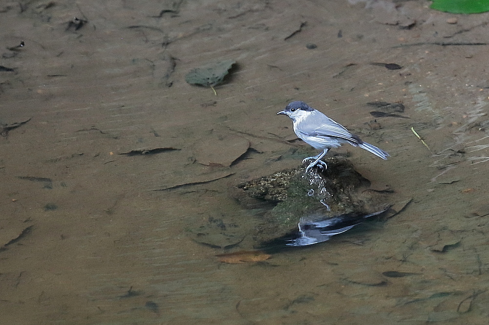 水場のコガラ_d0334291_13415966.jpg