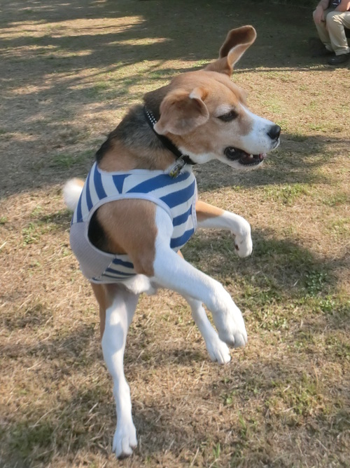 a0319693_97388.jpg