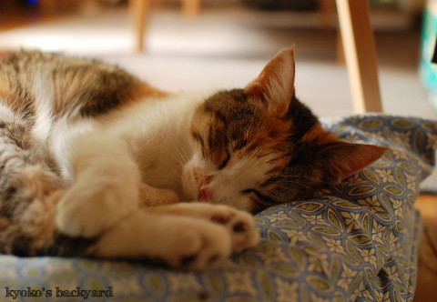使う姉猫、羨ましがる弟猫_b0253205_04414850.jpg