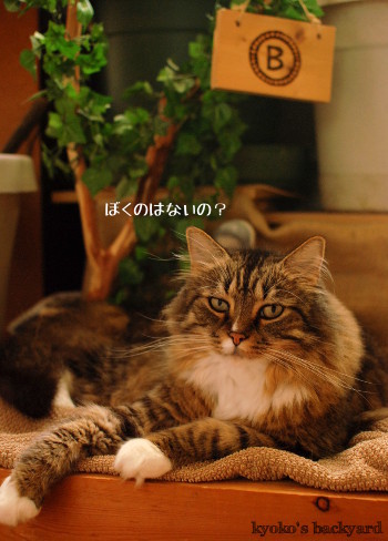 使う姉猫、羨ましがる弟猫_b0253205_04421180.jpg