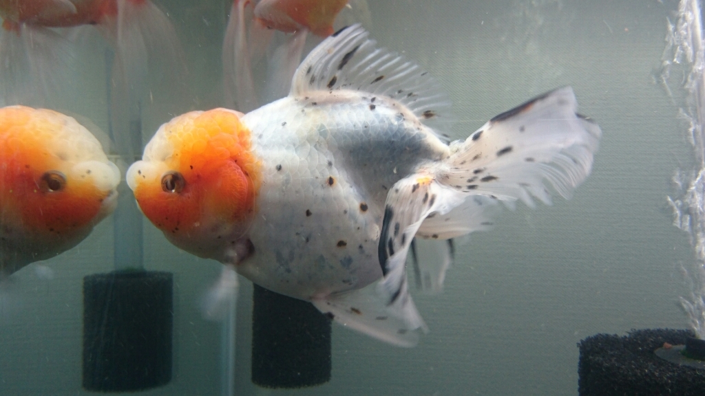 金魚紹介 関東東錦 Today S Memory 金魚紹介 関東東錦 Today S Memory