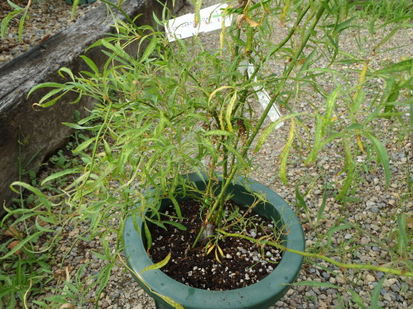 a0139007_17420113.jpg