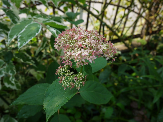 e0205713_2213219.jpg