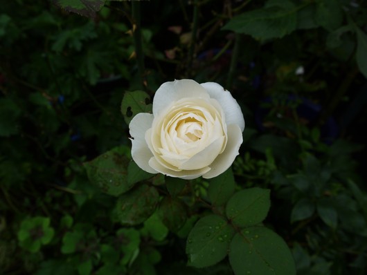 e0205713_2274299.jpg