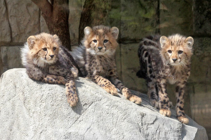 回顧録～五つ子チーターっ仔！（多摩動物公園2013）_b0355317_10484564.jpg