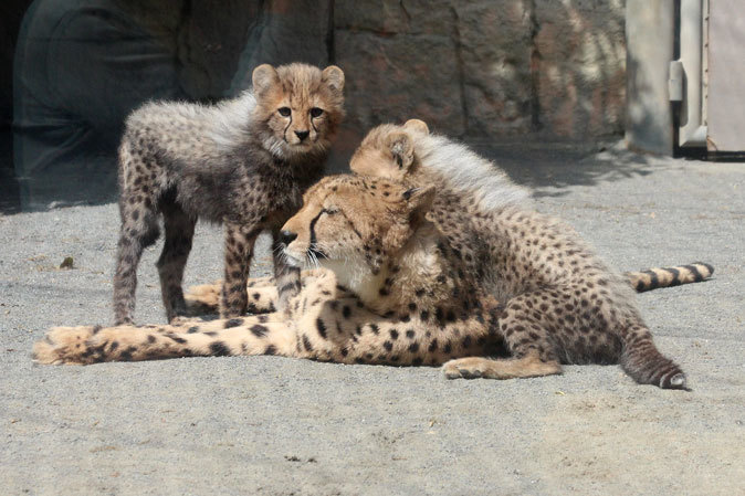 回顧録～五つ子チーターっ仔！（多摩動物公園2013）_b0355317_10564641.jpg