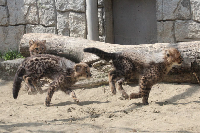 回顧録～五つ子チーターっ仔！（多摩動物公園2013）_b0355317_10591266.jpg