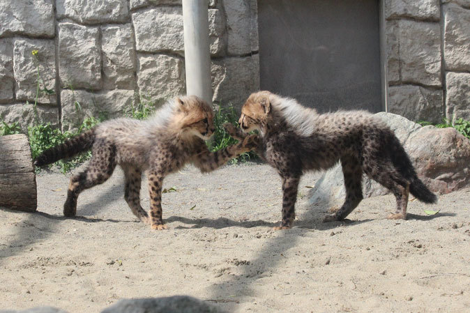 回顧録～五つ子チーターっ仔！（多摩動物公園2013）_b0355317_10593831.jpg