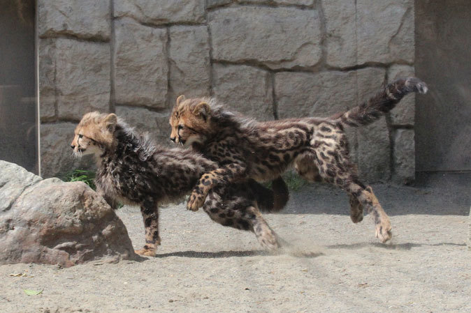 回顧録～五つ子チーターっ仔！（多摩動物公園2013）_b0355317_11004638.jpg