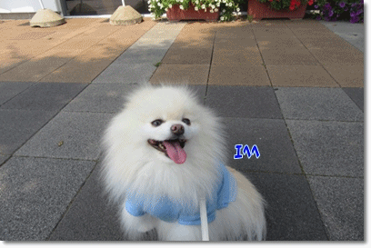 b0167519_1019696.gif