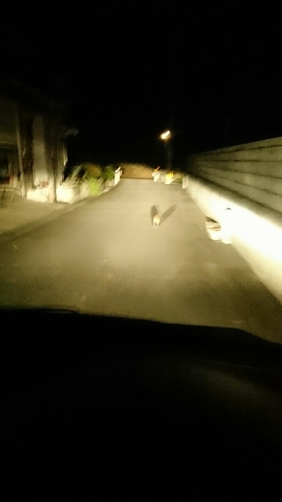 汗汗フェスタに行ってきました_b0282021_18291947.jpg