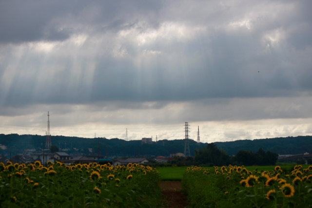 【座間（座架依橋）の向日葵】_f0348831_07514952.jpg