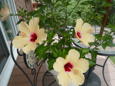 c0365341_21251565.gif