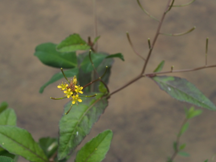 田の花　キツネノボタン・イヌガラシ_f0366047_18091245.jpg