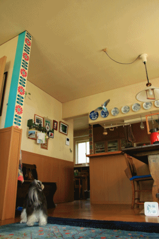 c0145250_10192451.gif