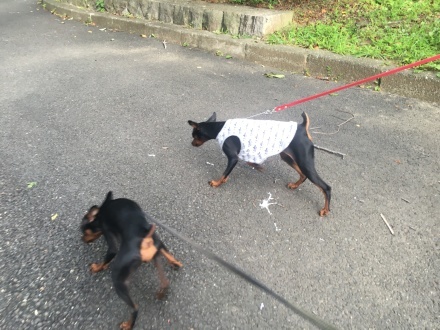 b0334654_07593761.jpeg