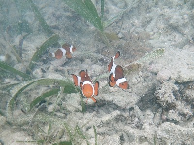 c0180460_553845.jpg