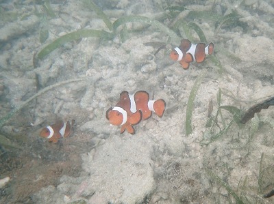c0180460_555824.jpg