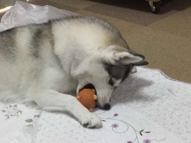 a0241761_16382007.jpeg