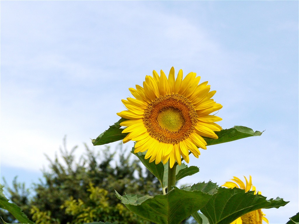 猛 暑 の 夏 に 咲 く 花_e0139788_20545957.jpg