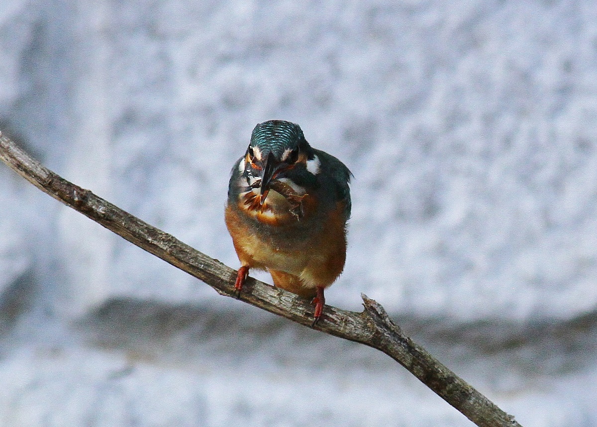 カワセミ幼鳥、、ヤゴＧＥＴ，，_f0305401_1791456.jpg