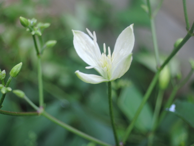 庭のお花と昆虫_c0217202_07421821.jpg