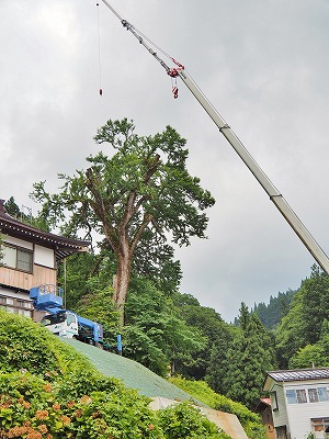 普光寺の大桂の剪定作業②_c0336902_17384370.jpg