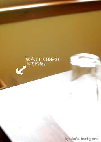 アシナガバチをじっくり観察した結果_b0253205_04553712.jpg
