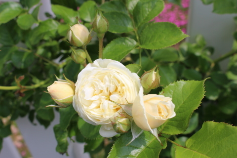 アンティーク感満載のバラ アルテミス ペコリの庭