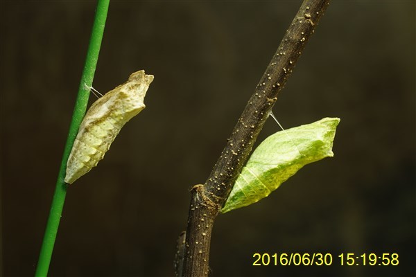 キアゲハの蛹 おらんくの自然満喫