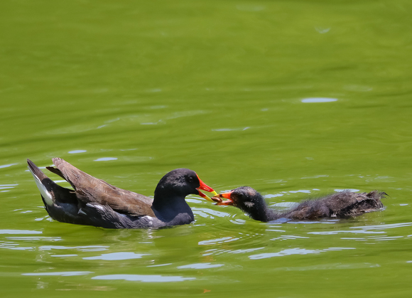 久しぶりの千里南公園_f0363618_23222598.jpg