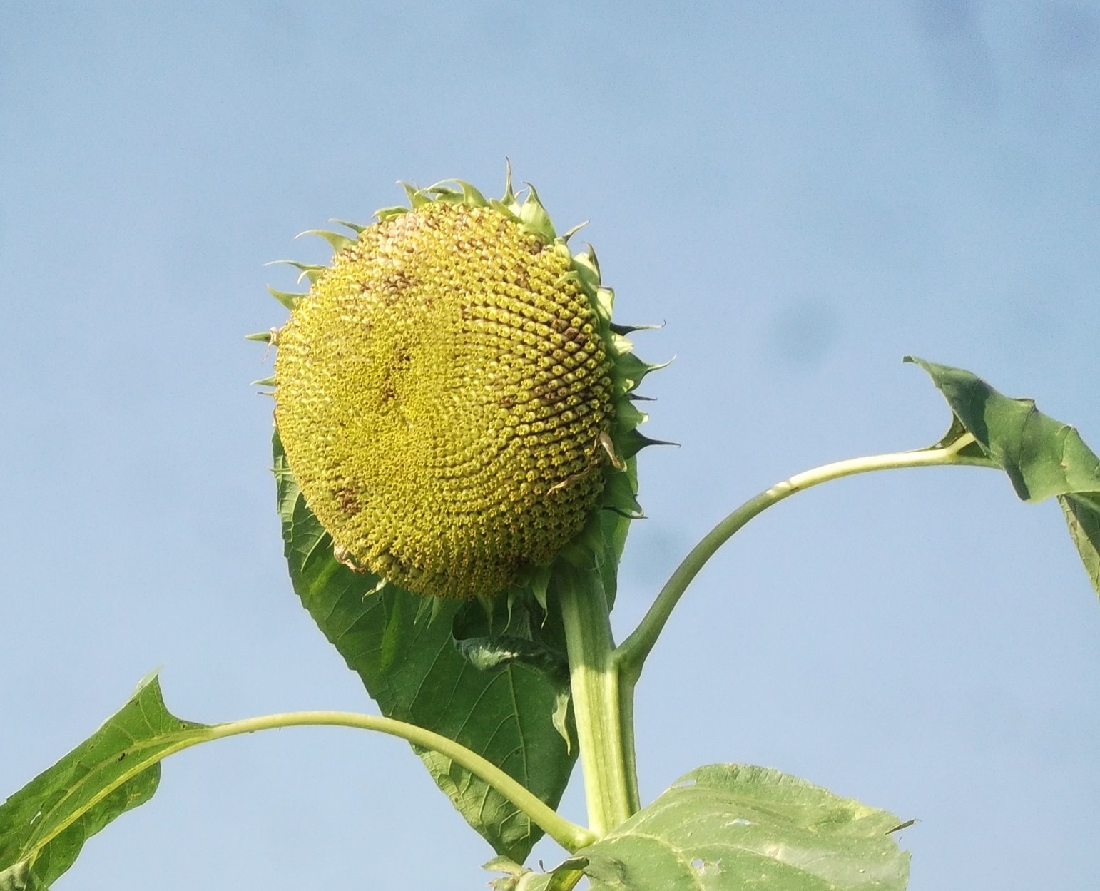 野菜の収穫_b0137932_13393692.jpg