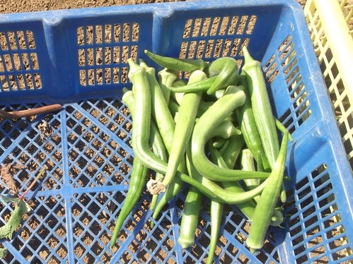野菜の収穫_b0137932_1341323.jpg