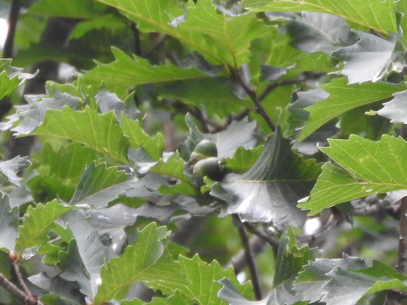 f0118332_093586.jpg