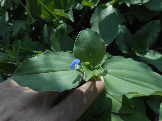 ツユクサの仲間 野草雑草etc ツユクサの仲間 野草雑草etc