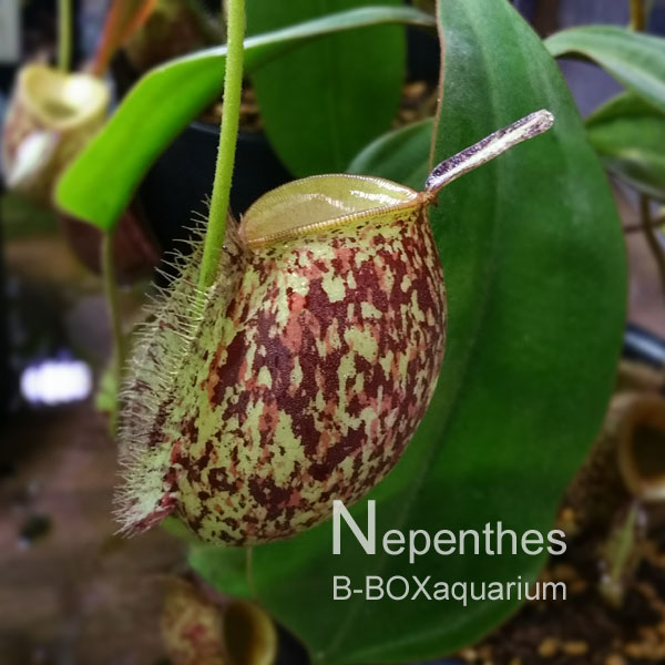 Nepenthes ampullaria ネペンテス・アンプラリア : ビーボックス 