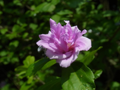 谷津干潟の花ムクゲ Rose of Sharon_f0206939_07041587.jpg